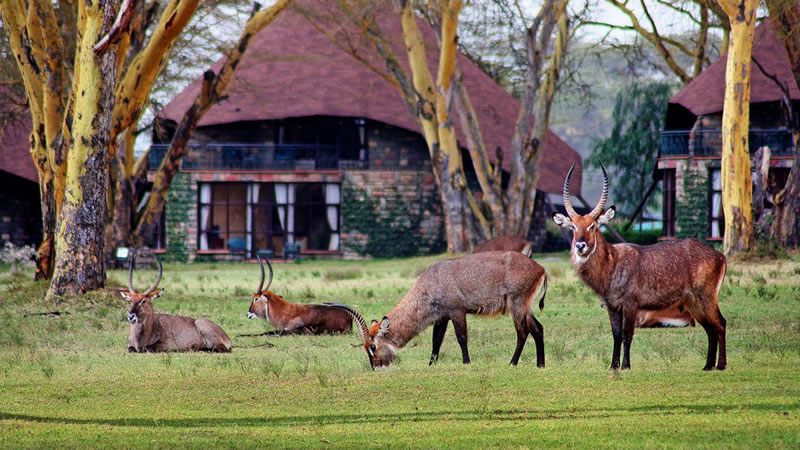 Lake Naivasha Sopa Lodge  grounds